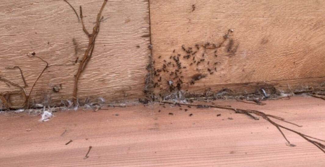 Ants gathering in the corner of a wooden surface with some dry twigs and debris around.